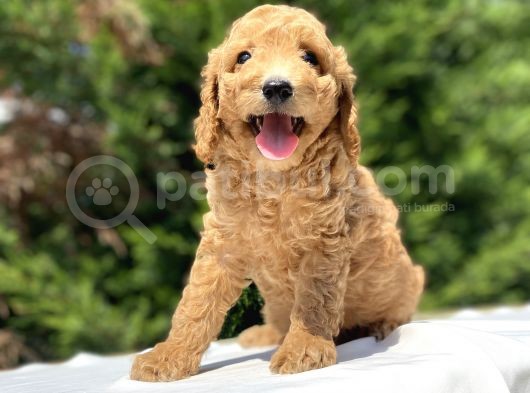 Çeşi̇t Çeşi̇t Toy Poodle Bebekler görsel
