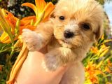 Mi̇cro Teacup Malti̇po Red Di̇şi̇