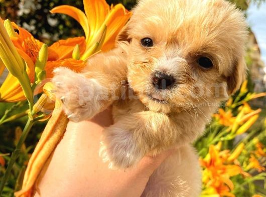 Mi̇cro Teacup Malti̇po Red Di̇şi̇ görsel