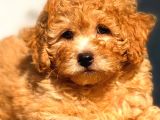 Toy Poodle Erkek Üst Kali̇te
