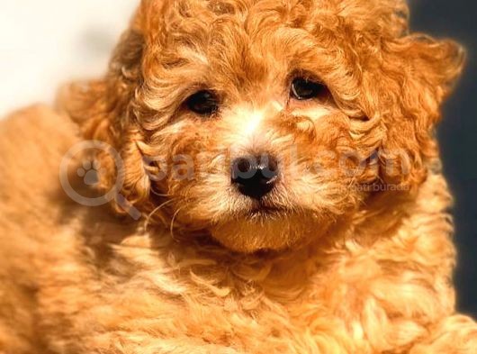 Toy Poodle Erkek Üst Kali̇te görsel
