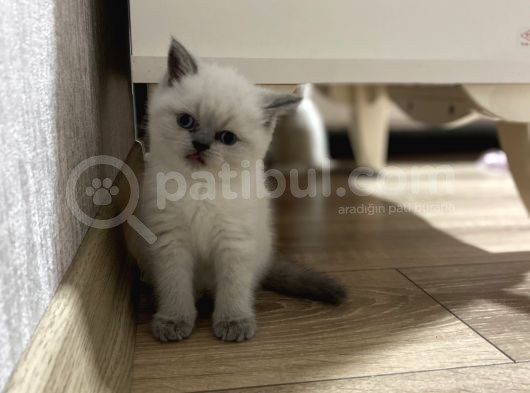 Güzel Bluepoint Kızımızz görsel