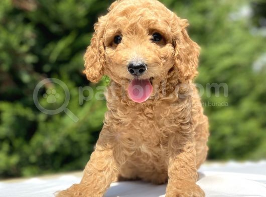 Çeşi̇t Çeşi̇t Toy Poodle Bebekler görsel