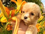 Mi̇cro Teacup Malti̇po Red Di̇şi̇