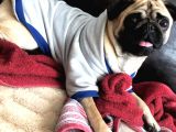 3 Yaşındaki Kızımıza Erkek Pug Damat Arıyoruz