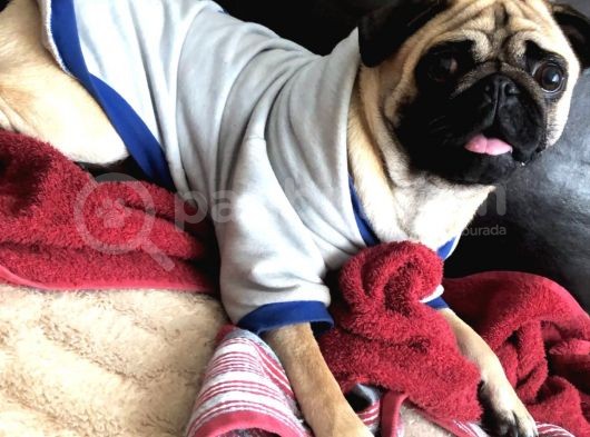 3 Yaşındaki Kızımıza Erkek Pug Damat Arıyoruz görsel