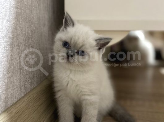 Güzel Bluepoint Kızımızz