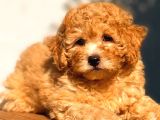 Toy Poodle Erkek Üst Kali̇te