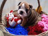Egzotic English Puppy