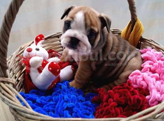 Egzotic English Puppy görsel