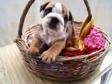 Egzotic English Puppy