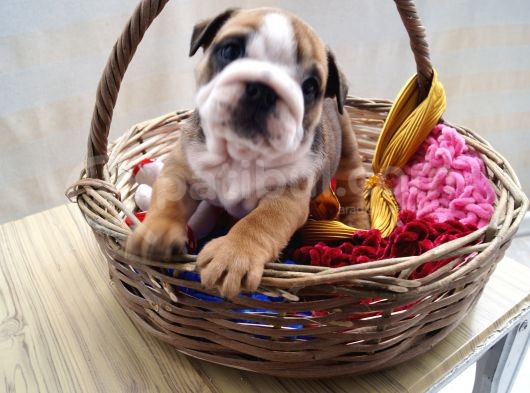 Egzotic English Puppy görsel
