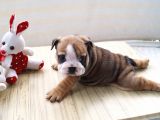 Egzotic English Puppy