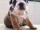 Egzotic English Puppy