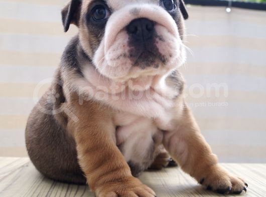 Egzotic English Puppy görsel