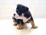 Egzotic English Puppy