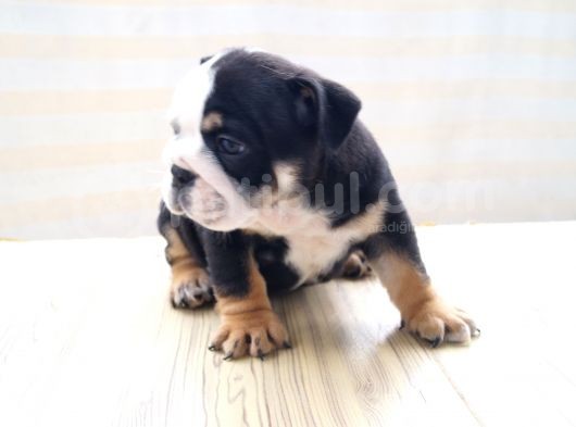 Egzotic English Puppy görsel