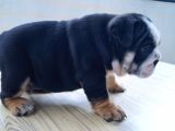 Egzotic English Puppy