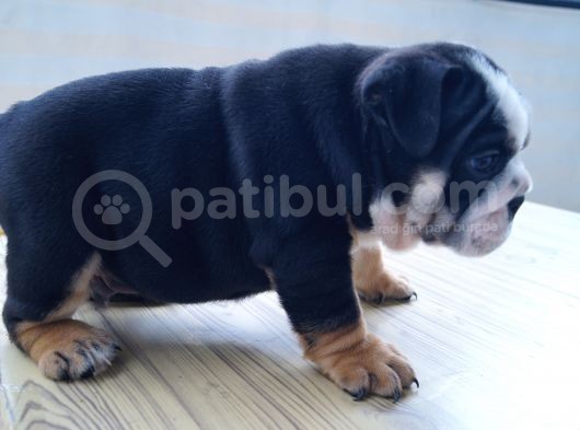 Egzotic English Puppy görsel