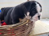 Egzotic English Puppy