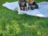 Erkek Teacup Yorkshire Terrier
