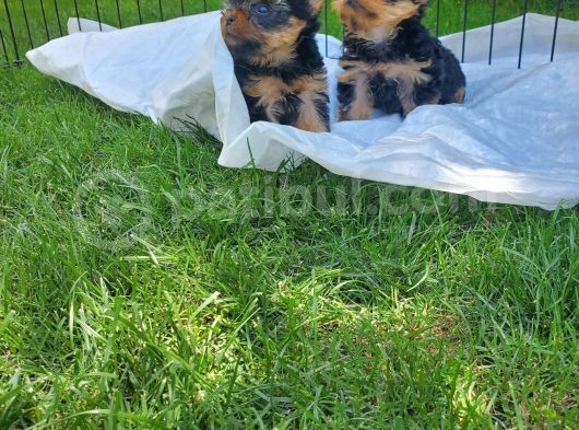 Erkek Teacup Yorkshire Terrier