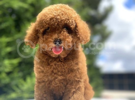 Red Brown Toy Poodle Di̇şi̇ Yavrular görsel