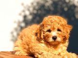 Toy Poodle Erkek Üst Kali̇te