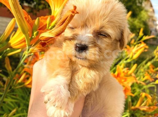 Mi̇cro Teacup Malti̇po Red Di̇şi̇ görsel