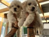 Teacup Maltipoo Bebeklerim