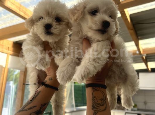 Teacup Maltipoo Bebeklerim