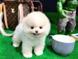 Ayı Surat Pomeranian Boo Yavrularımız