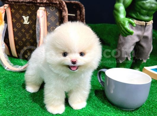 Ayı Surat Pomeranian Boo Yavrularımız görsel