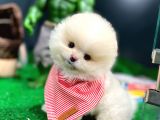 Ayı Surat Pomeranian Boo Yavrularımız