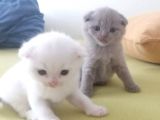 Tatlı Scottish Fold