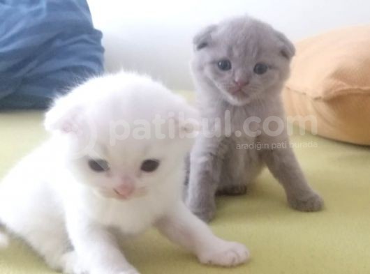 Tatlı Scottish Fold