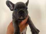 A Kalite Erkek Blue French Bulldoglar