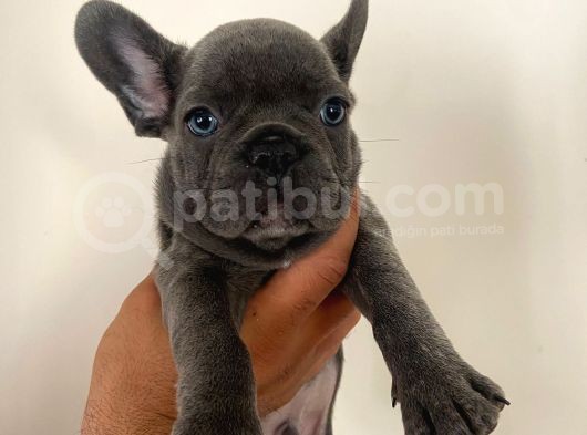 A Kalite Erkek Blue French Bulldoglar görsel