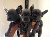 A Kalite Erkek Blue French Bulldoglar
