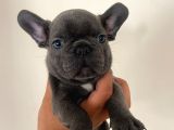 A Kalite Erkek Blue French Bulldoglar
