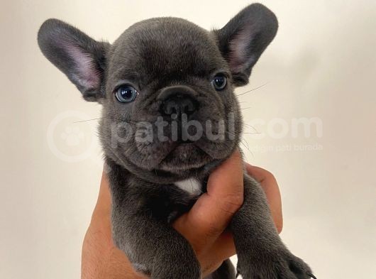 A Kalite Erkek Blue French Bulldoglar görsel