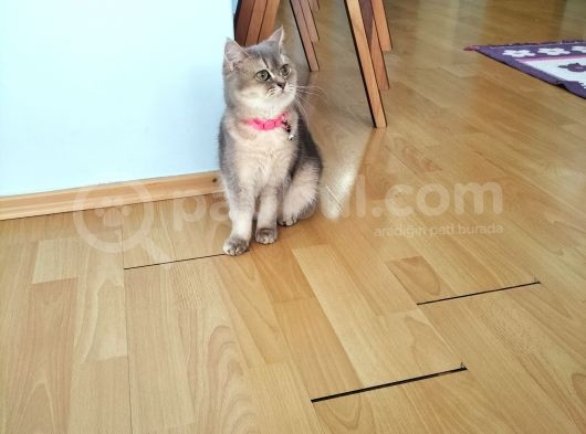 Kedimiz Mama Karşılığı Sahiplendirilecektir görsel