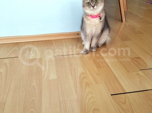 Kedimiz Mama Karşılığı Sahiplendirilecektir