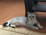 İki Kardeş Yeni Sahiplerini Bekliyor