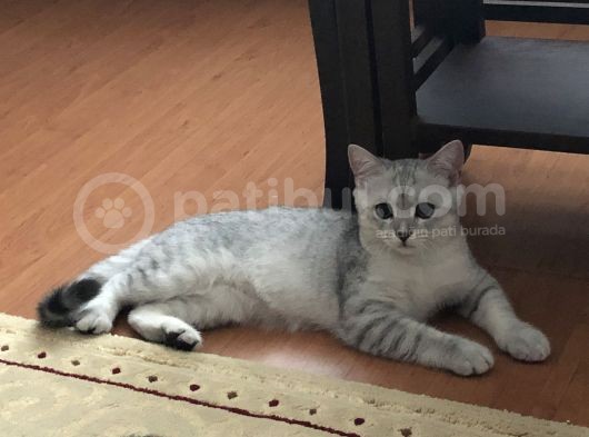 İki Kardeş Yeni Sahiplerini Bekliyor görsel