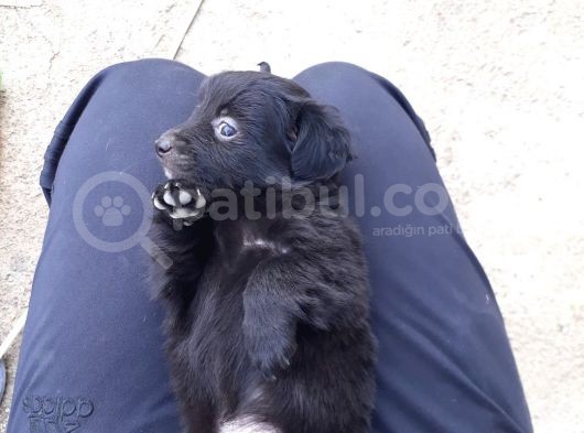 Siyah Terrier Yavrularımız görsel