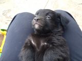 Siyah Terrier Yavrularımız