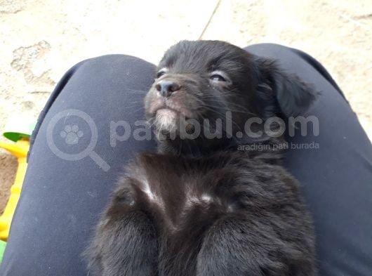 Siyah Terrier Yavrularımız görsel