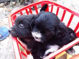 Siyah Terrier Yavrularımız