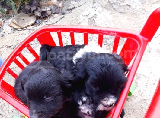 Siyah Terrier Yavrularımız görsel